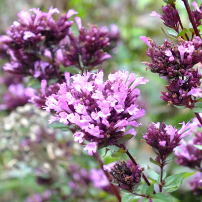 Origanum 'Herrenhausen'