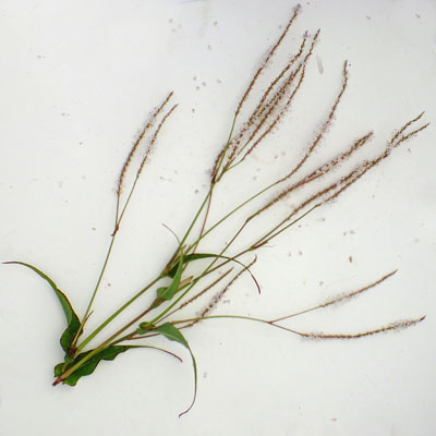 Persicaria amplexicaulis ‘Alba’