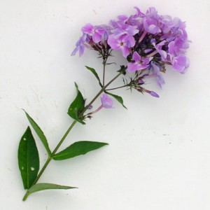 Phlox paniculata ‘Franz Schubert’