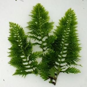 Polypodium cambricum 'Oakleyae' form 2