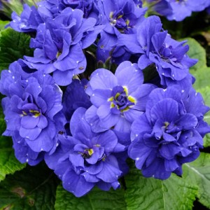 Primula Belarina Cobalt Blue