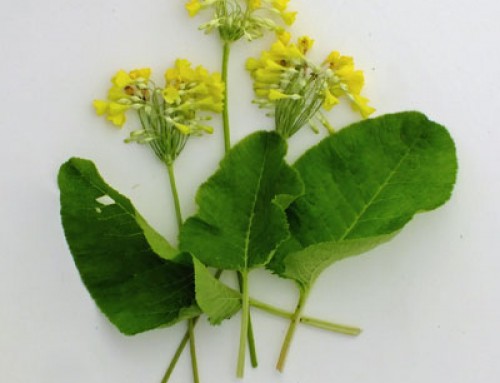 Primula – Botanical Style Photographs