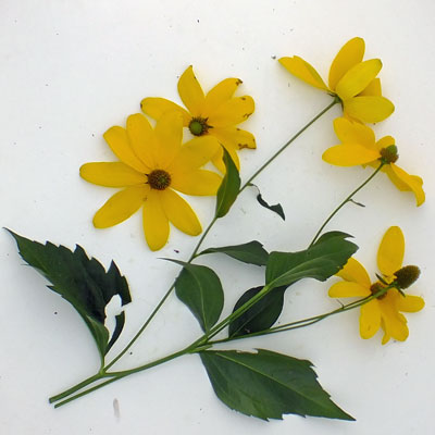 Rudbeckia laciniata ‘Herbstsonne’