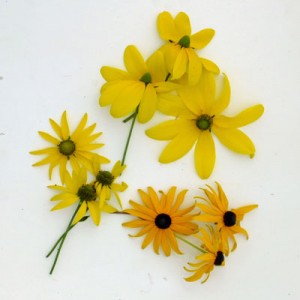 Rudbeckias compared