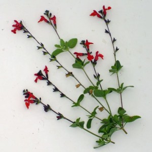 Salvia 'Royal Bumble'