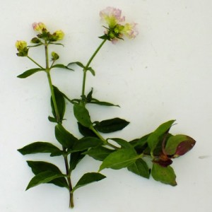 Saponaria