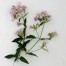 Saponaria officinalis 'Flore Pleno'