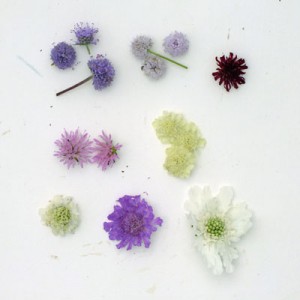 Scabious flowers