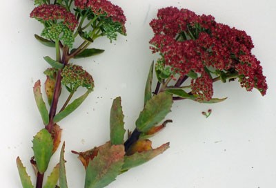 Sedum ‘Munstead Red’