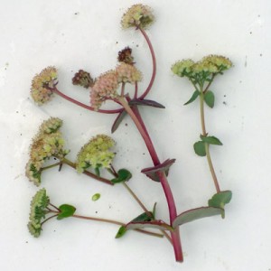 Sedum telephium subsp. ruprechtii