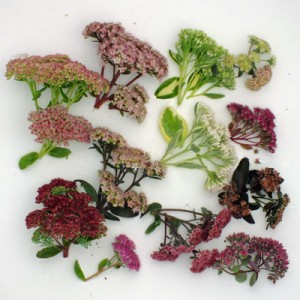 Sedum flowers