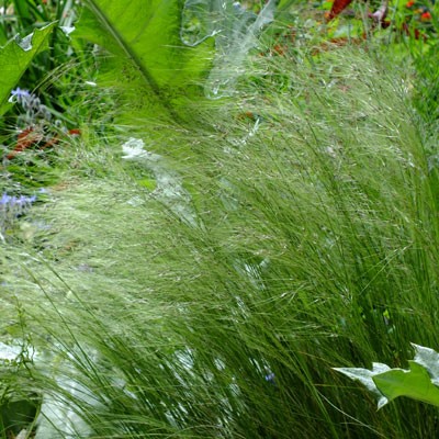 Stipa tenuissima - Mexican Feather Grass