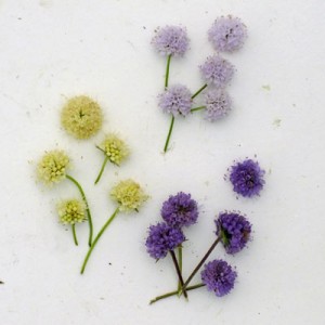 Succisa and Succisella flowers