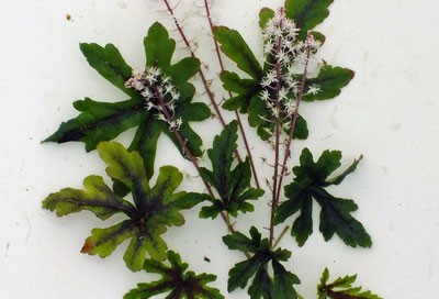 Tiarella 'Iron Butterfly'