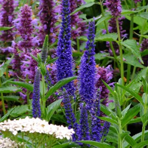 Veronica longifolia ‘Marietta’