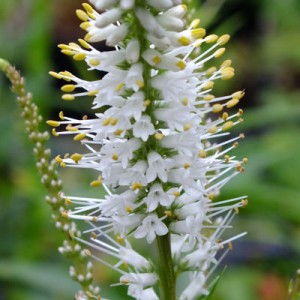 Veronicastrum virginicum ‘Diane’