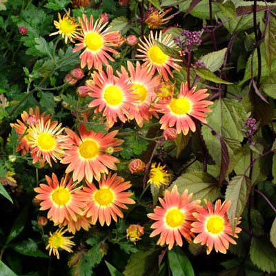 Chrysanthemum ‘Cottage Apricot’ – Korean (C.’Apricot’)