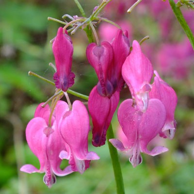 Dicentra ‘King of Hearts’