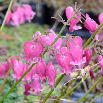 Dicentra ‘King of Hearts’