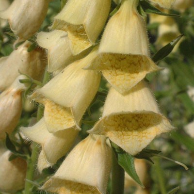 Digitalis grandiflora (ambigua, orientalis)
