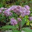 Eupatorium maculatum 'Gateway' (Atropurpureum Group)