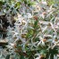 Gillenia trifoliata – Indian Physic