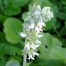 Salvia verticillata 'Alba' (White Rain)