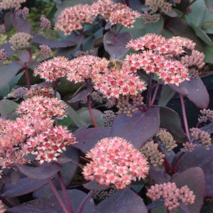 Sedum telephium 'Purple Emperor' (Atropurpureum Group)