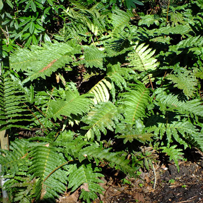 Blechnum chilense