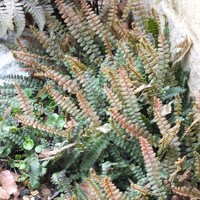 Blechnum penna-marina