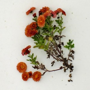 Chrysanthemum 'Bronze Elegance' - Korean : pompon (C.'Bronze Mei Kyo')