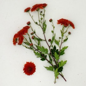 Chrysanthemum 'Paul Boissier'