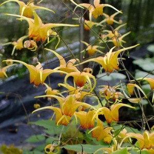 Epimedium ‘Amber Queen’
