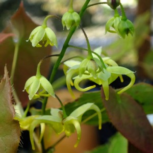 Epimedium franchetii ‘Brimstone Butterfly’ OG 87.001