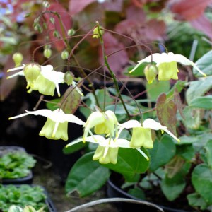 Epimedium ‘Flowers of Sulphur’