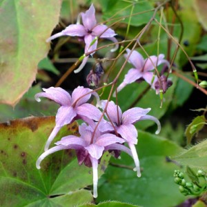 Epimedium ‘Phoenix’ (Emperor)