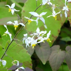 Epimedium brevicornu OG 88.010