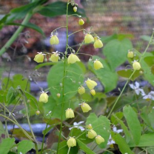 Epimedium campanulatum