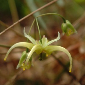 Epimedium chlorandrum