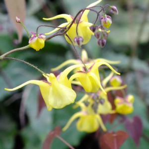 Epimedium davidii (ex. Spinners)