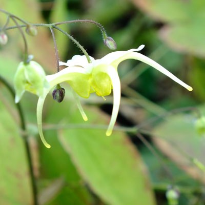 Epimedium ilicifolium