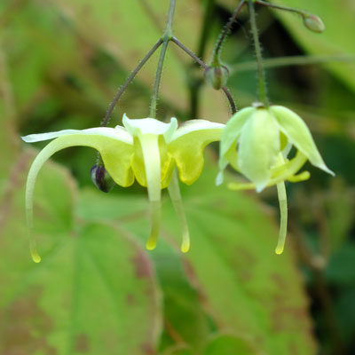 Epimedium ilicifolium