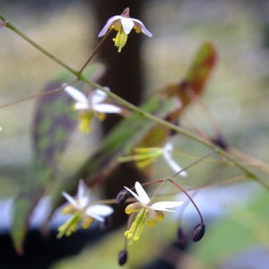 Epimedium myrianthum