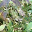 Epimedium myrianthum