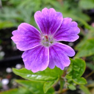 Geranium nodosum ‘Whiteleaf’
