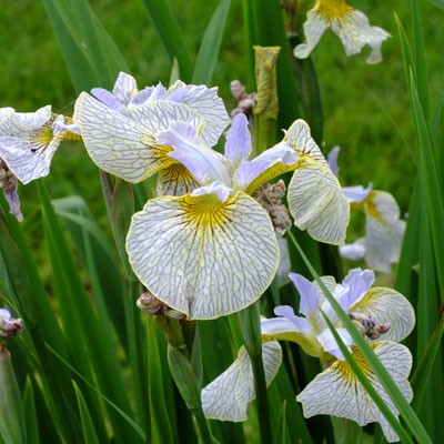 Iris ‘Ally Oops’ (species cross)