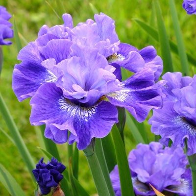 Iris ‘Blueberry Fair’ (sibirica)