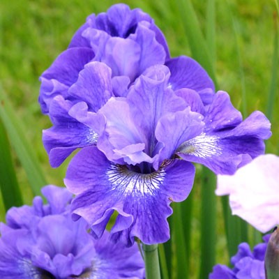 Iris ‘Blueberry Fair’ (sibirica)