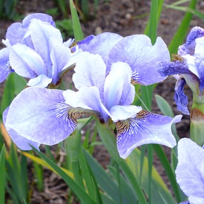Iris 'Bournemouth Beauty' (sibirica)