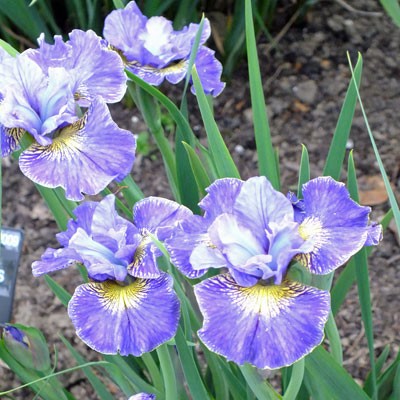Iris ‘Cape Cod Boys’ (sibirica)